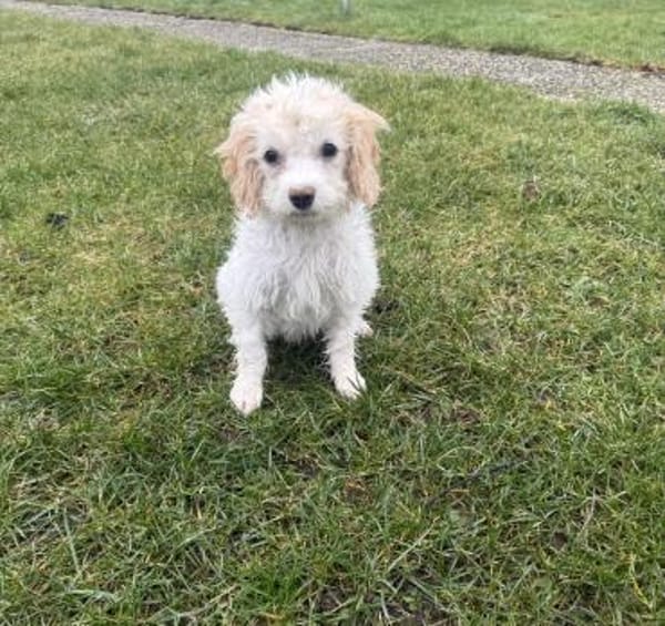 Cavapo Mix Mädchen Daysi