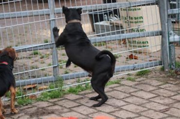 Bonni - kinderlieb u. sehr verspielt