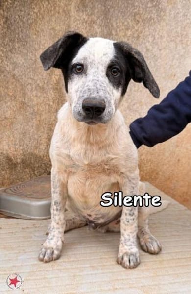 SILENTE
