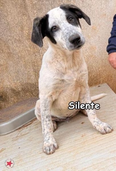 SILENTE