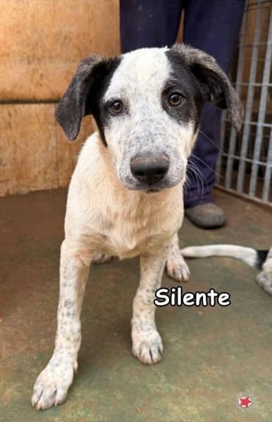 SILENTE