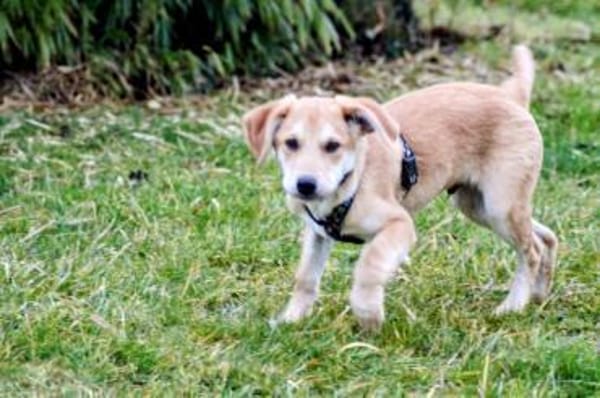 Paquito, liebenwerter Wirbelwind sucht