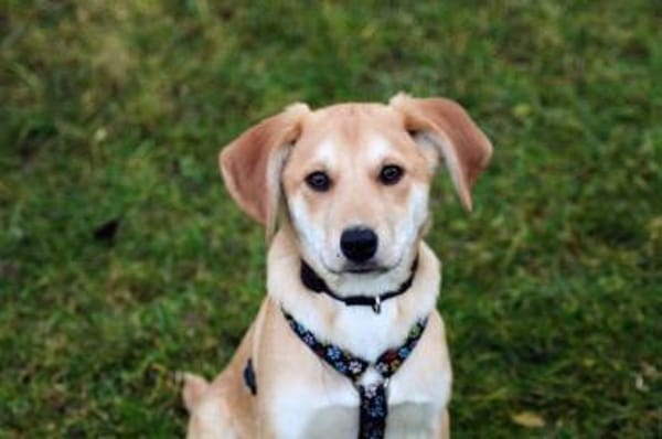 Paquito, liebenwerter Wirbelwind sucht