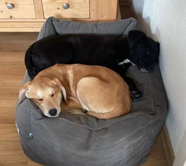 Paquito, liebenwerter Wirbelwind sucht