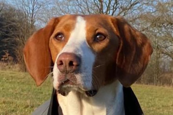 Rosie 💗 wartet in 23617 Stockelsdorf