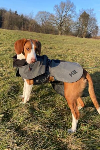 Rosie 💗 wartet in 23617 Stockelsdorf