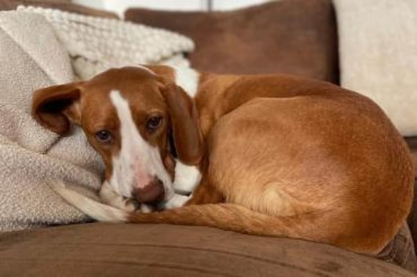 Rosie 💗 wartet in 23617 Stockelsdorf