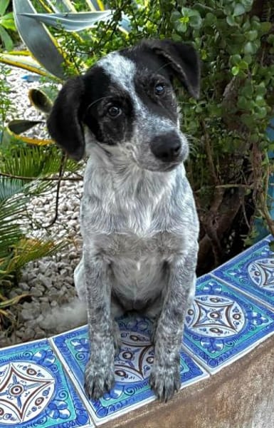 Sandra, in der Tierherberge Donzdorf