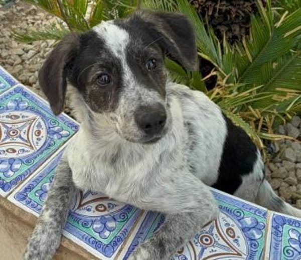 Sandra, in der Tierherberge Donzdorf