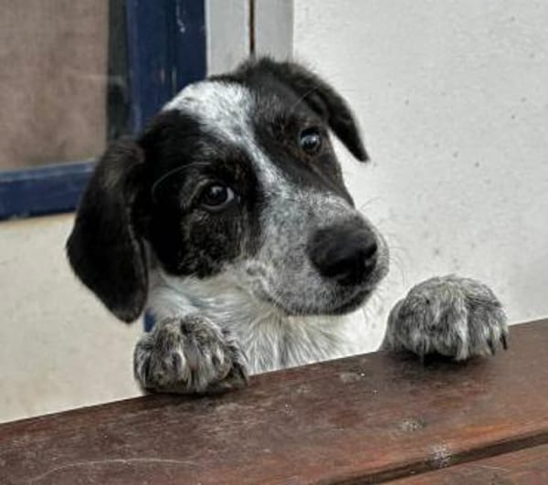 Sandra, in der Tierherberge Donzdorf