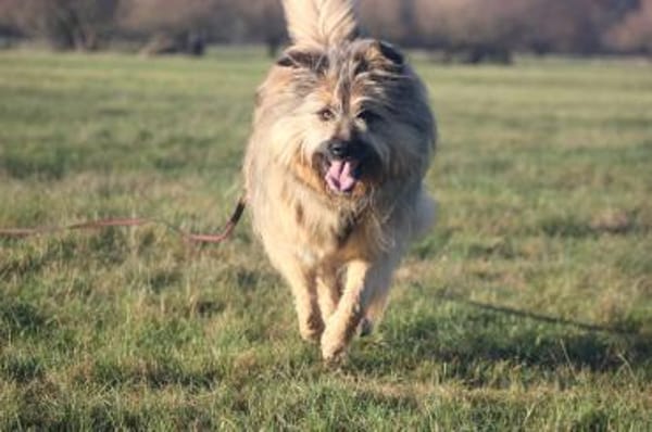 Biene sucht aktive Menschen