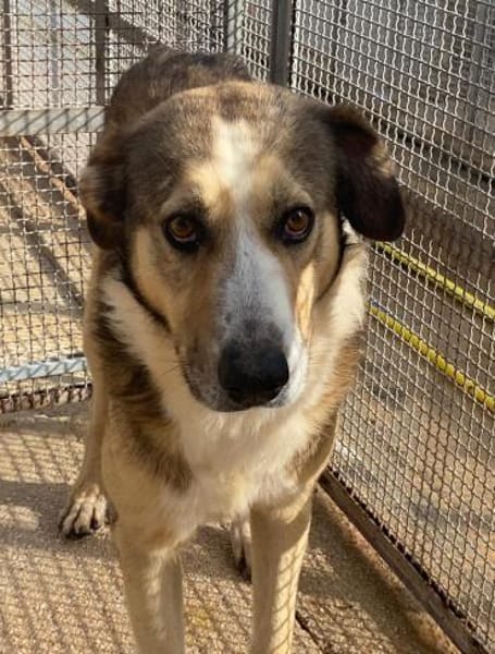 Baldo in der Tierherberge Donzdorf