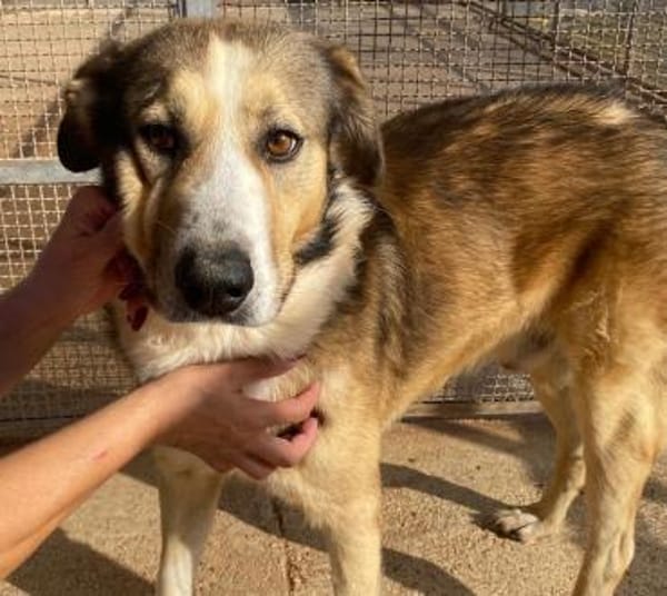 Baldo in der Tierherberge Donzdorf