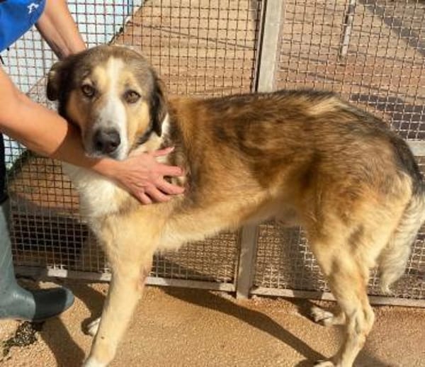 Baldo in der Tierherberge Donzdorf