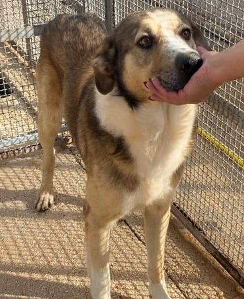 Baldo in der Tierherberge Donzdorf