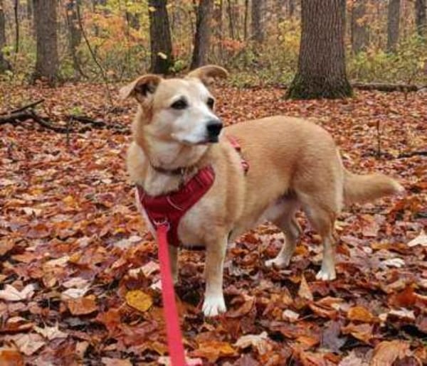 SANDY - schmusige Seniorenhündin