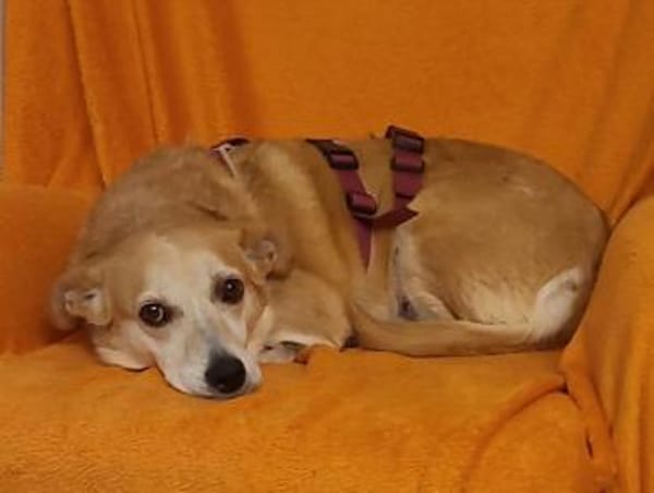 SANDY - schmusige Seniorenhündin