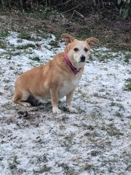 SANDY - schmusige Seniorenhündin