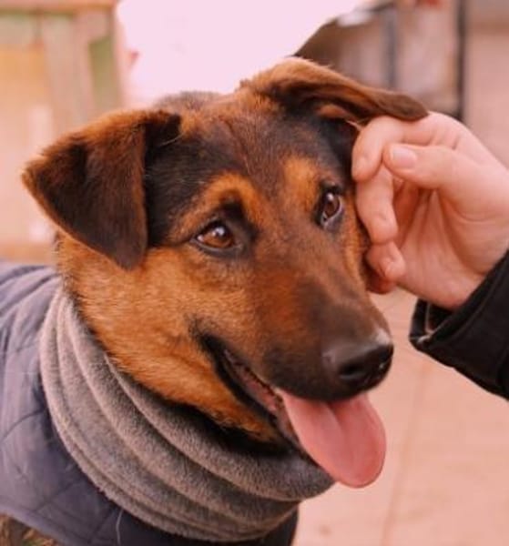 unkomplizierter Trusty sucht Körbchen