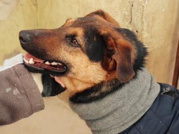 unkomplizierter Trusty sucht Körbchen