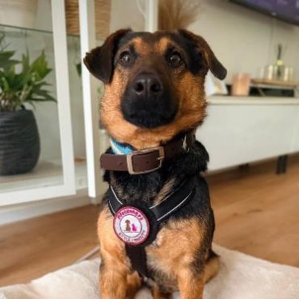 unkomplizierter Trusty sucht Körbchen