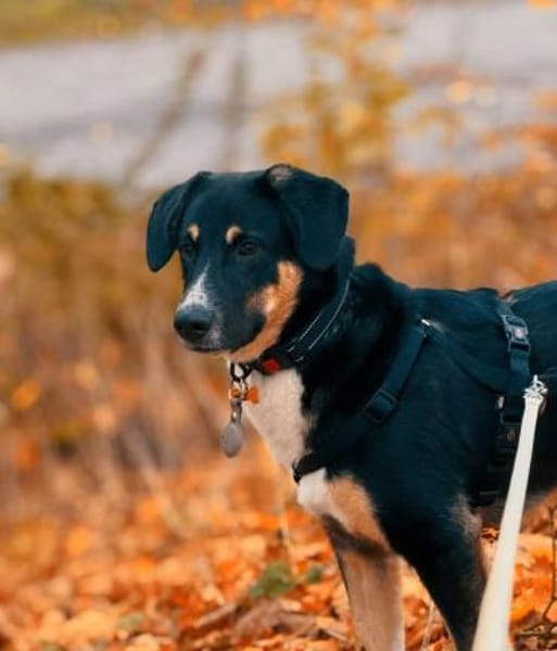 Charlie - Traumhund mit sanften Wesen