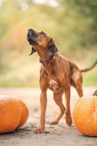 Nilo sucht sein Zuhause