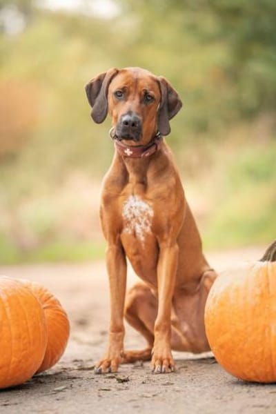 Nilo sucht sein Zuhause