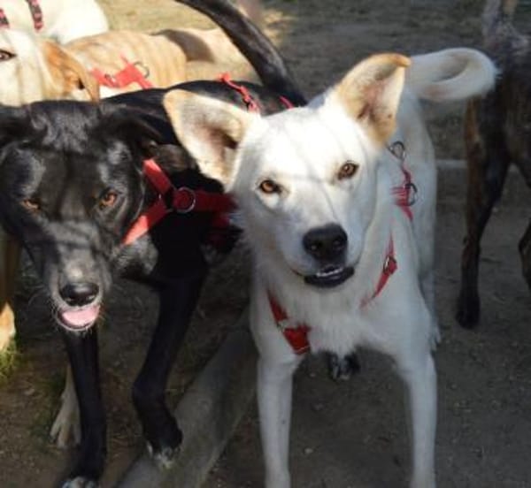 Clemens, Pflegstelle in NRW