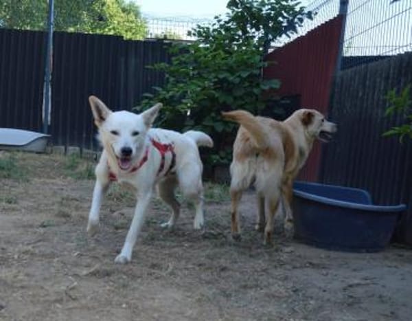 Clemens, Pflegstelle in NRW