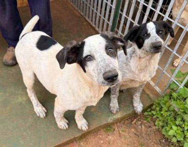 Silente, in der Tierherberge Donzdorf