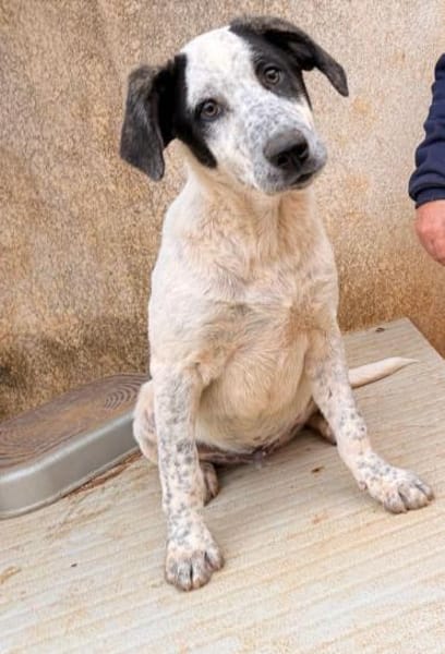 Silente, in der Tierherberge Donzdorf