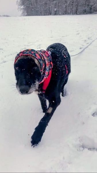 Seelenhündin JANE sucht Zuhause