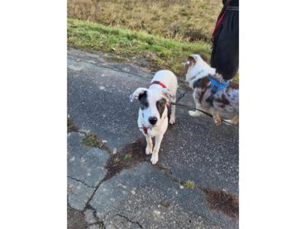 Jona - wartet in 91320 Ebermannstadt