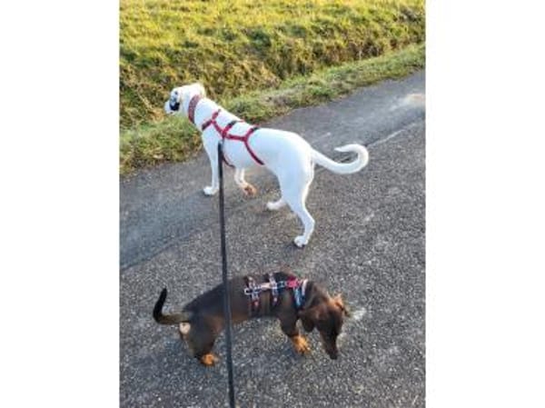 Jona - wartet in 91320 Ebermannstadt