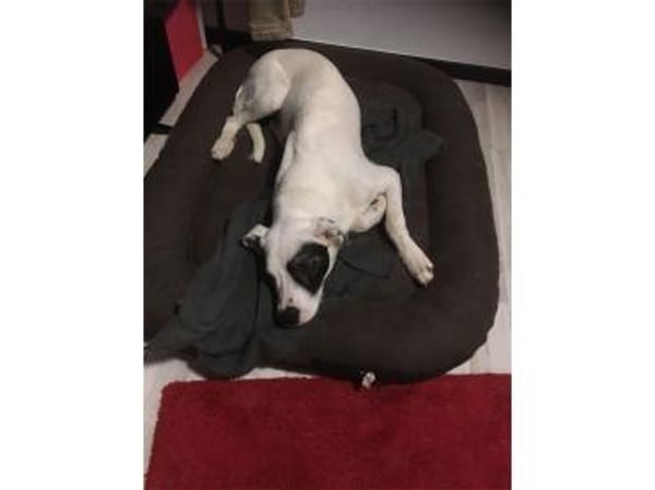 Jona - wartet in 91320 Ebermannstadt