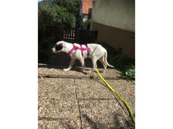 Jona - wartet in 91320 Ebermannstadt