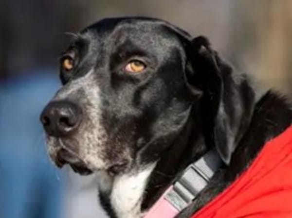 HOUSTON - ein bildhübscher Kerl