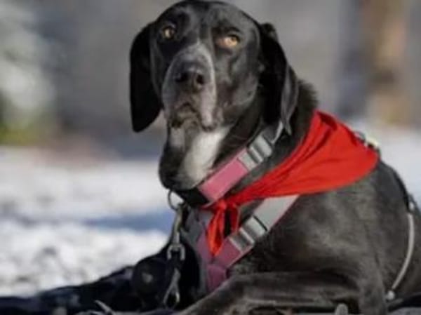 HOUSTON - ein bildhübscher Kerl