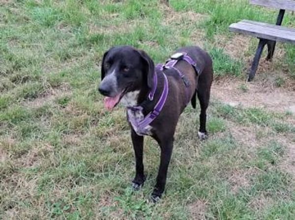 HOUSTON - ein bildhübscher Kerl