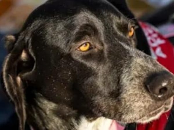 HOUSTON - ein bildhübscher Kerl