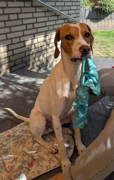 PLUTO 🐶 Zuckerschnute sucht Zuhause