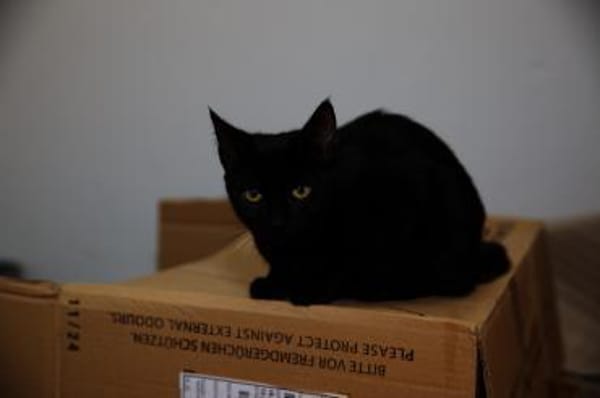 Katzenkind AMAYA sucht ihr Zuhause!