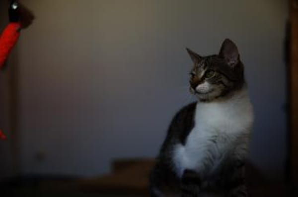 Katzenkind SUKI sucht ihr Zuhause!