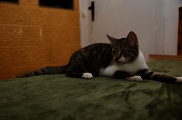 Katzenkind SUKI sucht ihr Zuhause!