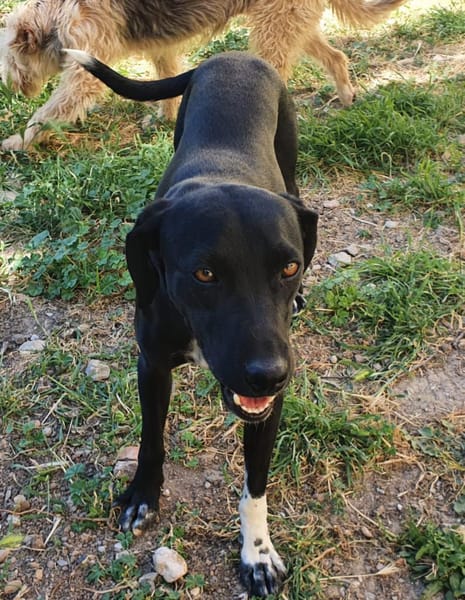 Jacques, ca. 2 Jahre, 45 cm, 18 kg