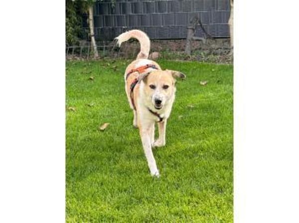 Wanya - wartet in 76477 Elchesheim-Illin