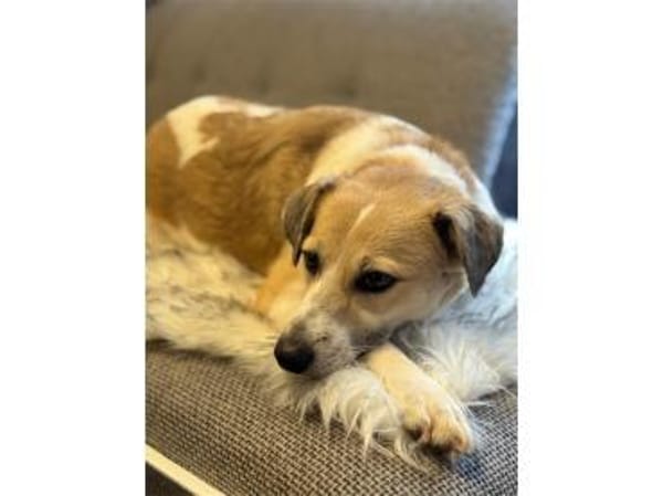 Wanya - wartet in 76477 Elchesheim-Illin