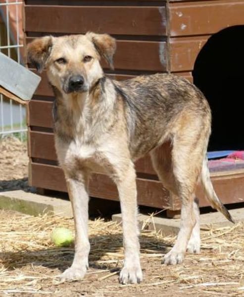 Simona - wer gibt ihr ein Zuhause?