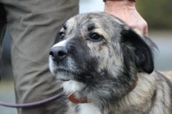 Minka - zutraulich u. kinderlieb